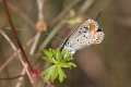 Papillon_Azure des cornilles
